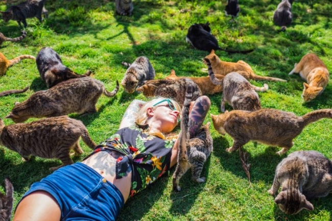Рай для кошек на Гавайях