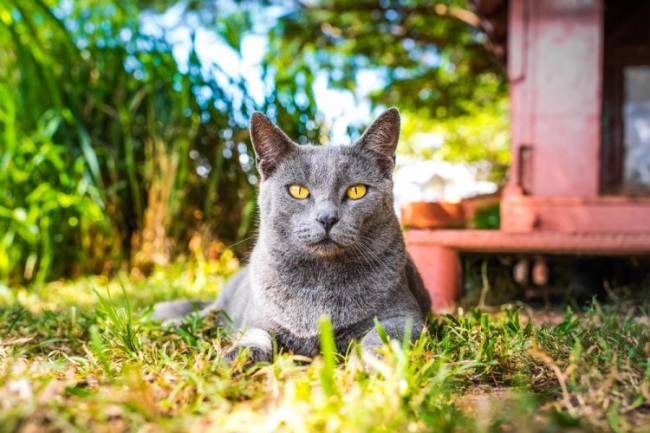 Рай для кошек на Гавайях