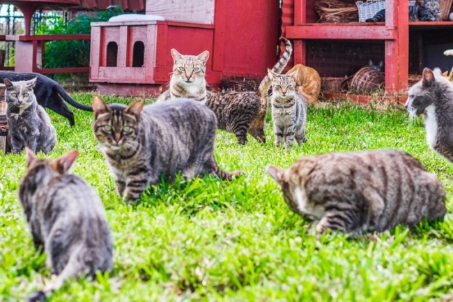 Рай для кошек на Гавайях