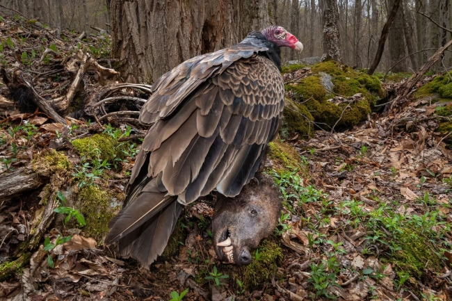 Победители конкурса на лучшие фотографии птиц Bird Photographer of the Year 2024