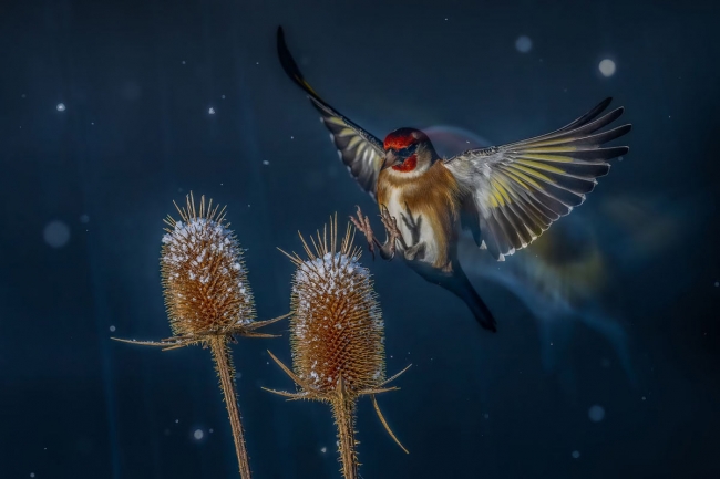 Победители конкурса на лучшие фотографии птиц Bird Photographer of the Year 2024